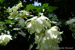 Guadeloupe Août 2015-02784 